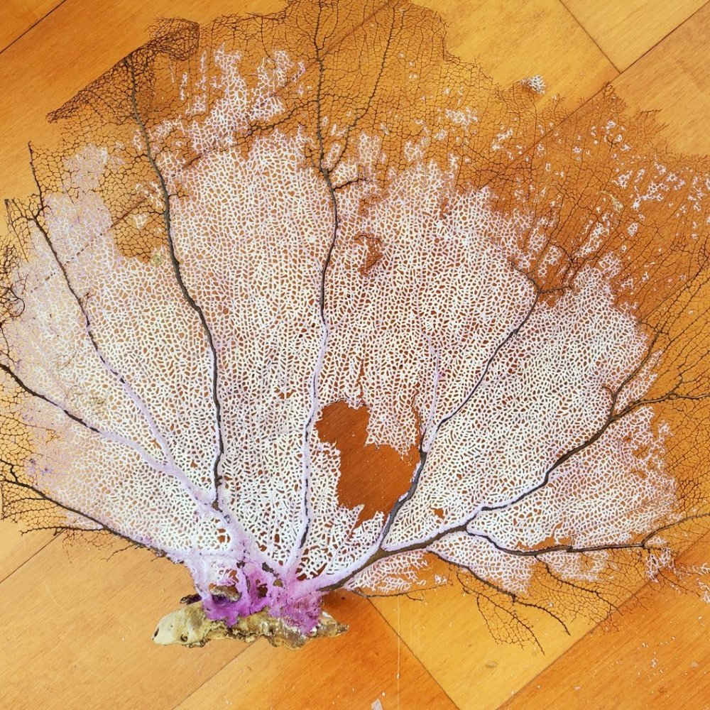 Sea fan coral, L size
